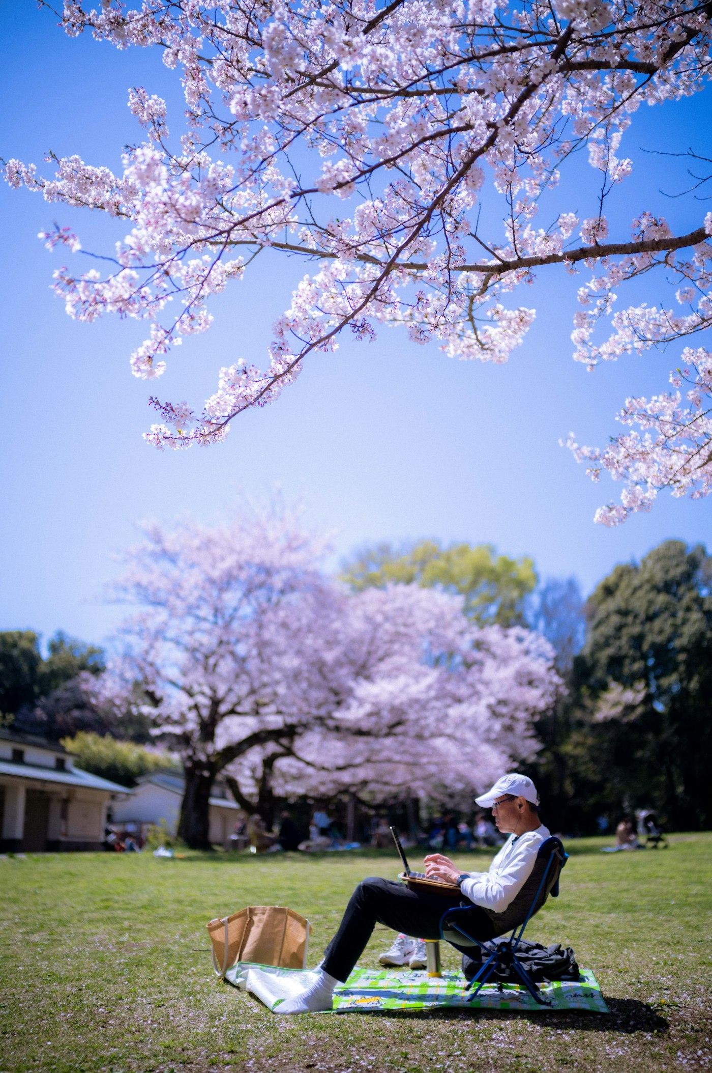 桜の下で働く